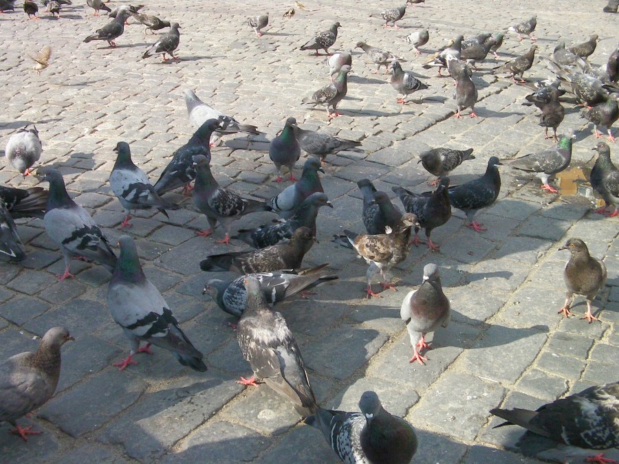 SANYO DIGITAL CAMERA